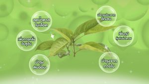 CHEWA [แคปซูล 1 กระปุก] ชีวา ผลิตภัณฑ์เสริมอาหารสมุนไพรผักเชียงดา ผสมอบเชย ชนิดแคปซูล Chewa ราคา Chewa ซื้อที่ไหน - Lazada