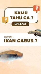 Olimex Obat Pasca Operasi Minyak Ikan Gabus Kapsul Olimex Ekstrak Sari Kutuk Albumin Penyembuhan