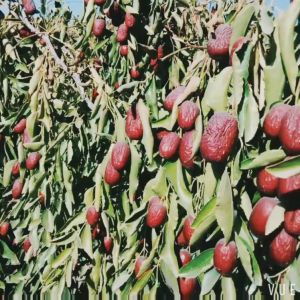 Táo bụi Nhược Khương 500g -táo đỏ Nhược Khương _ Tân Cương nguyên vị không sấy-túi 250g