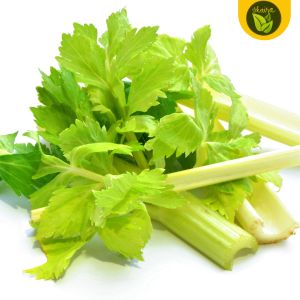 100 seeds for planting binhi celery herbs & spices in cooking