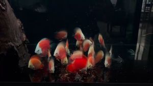 HULX chính hãng - Thức ăn cao cấp cho cá Đĩa Thần tiên Cầu vồng..Lên size và lên màu sinh động sắc nét tiêu hóa tốt