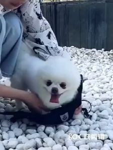 【Ready】Rompi kucing rompi harness tali tuntun Harness Modis Mesh Lembut dengan Tali Pengikat Reflektif Harness Rompi Anjing tali kucing buat jalan jalan