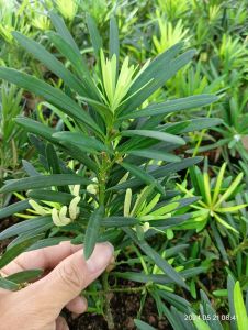 Cây tùng la Hán giống tùng bông