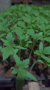 100 Gram Biji Benih Tomat Merah Cepat Panen