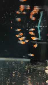 Thức ăn cá SANYOU ARTIFICIAL TROPICAL Cám hỗ trợ tăng size cho cá vàng và cá koi bột betta guppy bảy màu