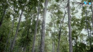 [PROMO] MegaLive NJ-Flex® Forte 2 x 20s (Authenticity Guaranteed) for joints/collagen