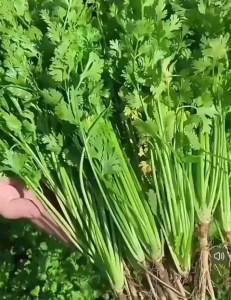 Biji Benih Daun Ketumbar(150 seeds )/芫茜籽/香菜种子/Coriander Seeds