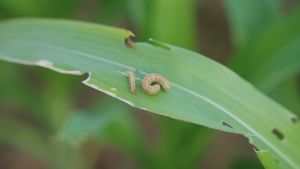 ของแท้ เอฟอช สารจับใบ เพิ่มการเปียกทั่วใบ ปุ๋ย-ยา 100 ซีซี ขนาดทดลอง aforch คุ้มค่า