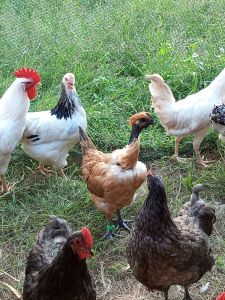 Telur Benih Ayam Penelur Hibrit