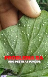 [BUY 1 GET 1] Farm Guard Premium 500ml – 2in1 Organic Insecticide & Fungicide Complete Crop Protection