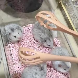 Rennas Hamster Holder Hamster Toys For Hamster Cage For Hamster Accessories Hamster Wheel For Pet