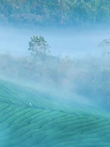 YIBEIXIANG | Premium Fragrant Jasmine Green Tea 250g