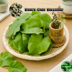 Jual daun binahong segar paket 500 gram Bonus umbinya-az