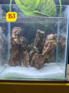 **Pramosi**[Full Pack ] Tank Size - 10*15*14.5 cm [ Tank + gravel + plant ] Full Pack