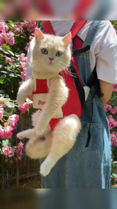 Pet Bag กระเป๋าแมว กระเป๋าใส่แมว กระเป๋าเป้สัตว์เลี้ยง ขนาดใหญ่และพับได้ ระบายอากาศ มีกันสาดและหน้าต่าง สีสันพร้อมกระเป๋าด้านข้าง