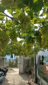 Cây nho lớn trưởng thành 80-1m rút ngắn thời gian leo giàn cho trái