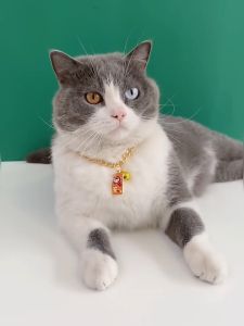 PET DIARY Kalung Kucing Rantai Anjing Lonceng Logam Dengan Liontin Emas Aksesori Hewan Peliharaan