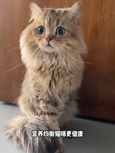 WEILIDUO 21 Vitamins & Minerals Multivitamin Tablets for Dogs and Cats – Balanced Nutrition & Immune Support