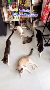 400g Food Cat Wet Infinity Tuna Can in Jelly Food Cats Needs All Stages Kitten