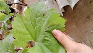 BIBIT ANGGUR IMPORT FRAGANT ROSE HASIL GRAFTING