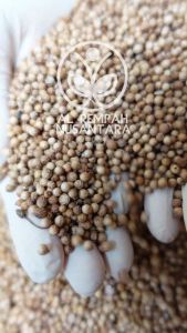 Ketumbar 100gr Tumbar Utuh Super Grade A