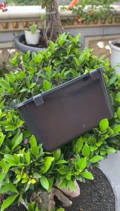 Pot Bunga Tanaman Vertical Tempel Gantung 22 cm - NKT PELANGI 01 HITAM