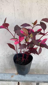 Cây Mắt Nai - Tổng thể tầm 20-30 cm - Chịu nắng tốt cho cảnh quan!