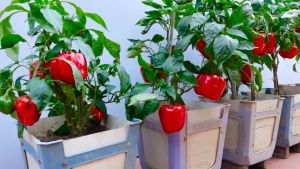(70 SEEDS) BONSAI BELL PEPPER SEEDS/FOR POT AND CONTAINER/HIGH YIELDING