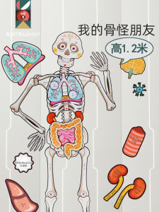 Penguin Dad Bat Rabbit Five Organs Model Organ Body Puzzle Toy Educational Childrens Desktop Game Friend Skeleton Model