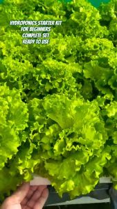 HYDROPONICS STARTER KIT 1 - GRANULAR NUTRIENTS SOLUTION FOR PROPER GROWTH OF THE PLANT/WITH MANUAL/INSTRUCTIONS