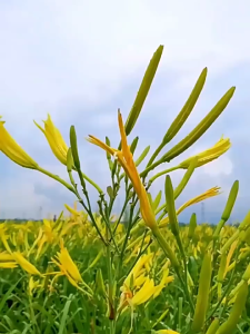 20 เมล็ดเมล็ดพันธุ์ดอกไม้จีนสดหรือจำฉ่าย ดอกไม้จีน หรือจำฉ่าย เมล็ดดอกไม้จีนสด จำฉ่าย