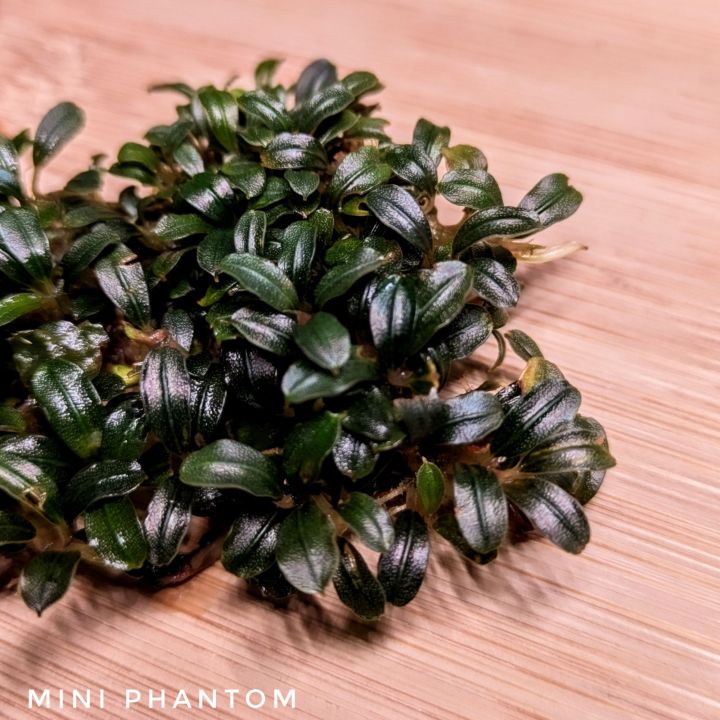 Bucephalandra kishii from kapuas 水草