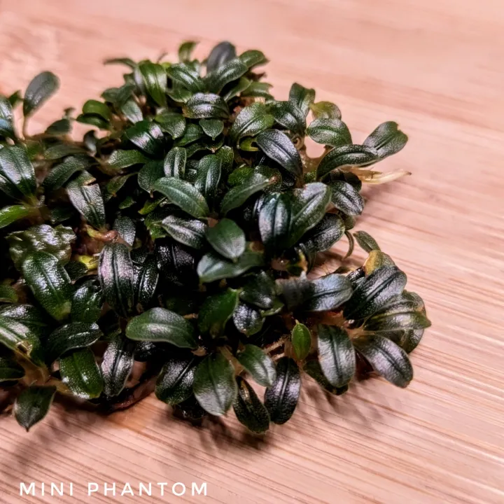 水草 Bucephalandra sp. Mini Phantom ADA Dooa