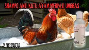 Sampo Ayam Anti Kutu: Rahasia Ayam Sehat Bebas Kutu