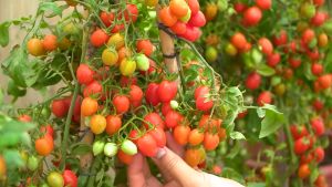 (30 SEEDS) - CHERRY TOMATO SEEDS/RED MARBLE VARIETY/HIGH YIELDING/HYBRID AND EASY TO GROW