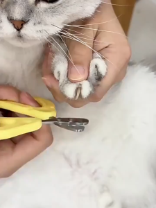 PE-661 กรรไกรตัดเล็บ แมว สุนัข หมา กระต่าย ลายชีส ราคาถูก พร้อมส่ง🐱🐶🐰