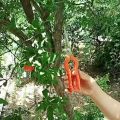 Bộ 2 kéo cắt tỉa cành cây hoa lá SK5 và cắt tỉa rau củ quả SAGAWATA đa năng tiện dụng. 
