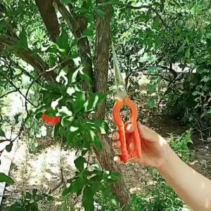 Bộ 2 kéo cắt tỉa cành cây hoa lá SK5 và cắt tỉa rau củ quả SAGAWATA đa năng tiện dụng