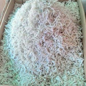 IKAN BILIS ( TERI MEDAN HALUS )