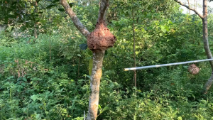 Quần áo bắt ong - Kaki quân đội 2 lớp cực dày