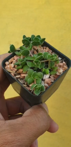 ต้นไม้อวบน้ำ คลาสซูล่า ลานูกิโนซา พาคีสตีมอน Crassula lanuginosa var. pachystemon #succulent #ลูกชุบ