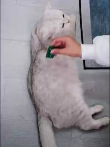 【BUY 3 TAKE 1】Anti Flea Drop for Cat Dog Pet Drop Fleas Solution Pet Prevent Flea Ticks Drops 0.67ml - 2tubes/box