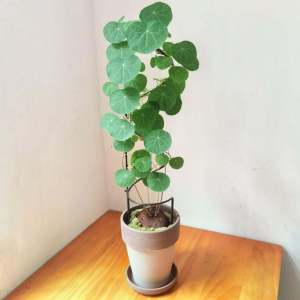 Internet Celebrity Desktop Green Plant Heart-Shaped Flower Stand Stephania Erecta Lattice Tortoise Shell Dragon Plant Shelf Heart Leaf Waxplant Flower Rack