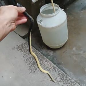 【Clearance Price】1Pc 130cm Long Realistic Soft Rubber Snake Garden Props Funny Joke Prank Toy Gift Hot