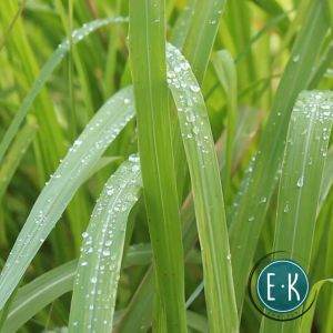 Lemongrass | Tanglad | Citronella Grass | Fresh Herbal Leaves and Stalk | Organic & Natural