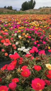 (Gói 500 hạt)Hạt Giống Hoa Mười Giờ Mỹ Kép F1-Dễ Trồng Hoa Nở Đẹp-Tổng kho hạt giống giá rẻ