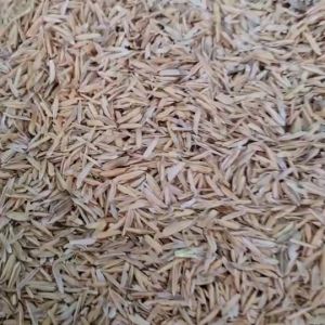 1 ลิตร แกลบดิบ คุณภาพสูง ฆ่าเชื้อสะอาด พร้อมวัสดุปลูก แกลบแห้ง สะอาด อุ้มน้ำรักษาความชู่มือ ผสมดินปลูกให้ร่วมกับสุขภาพดิน