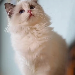 สี 7 สี ผ้าห่มนาโน 180*200CM ผ้าห่มนุ่ม สัมผัสนุ่มละมุ่น เย็บขอบแน่น ขนไม่หลุด นุ่มและสบาย ไม่ผูกผิว ไม่มีขน