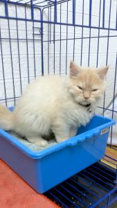 NOVAMOS Penghilang Bau Pesing Kotoran Kucing & Anjing Spray - Wangi Apel