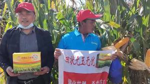 💗🙋‍♀️💗玉无忧防虫杀虫控旺抗倒防秃尖促早熟玉米高产套餐厂家供应